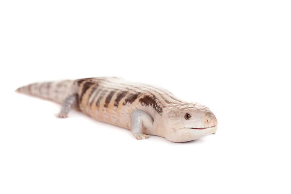 Skink de lengua azul oriental sobre blanco —  Fotos de Stock