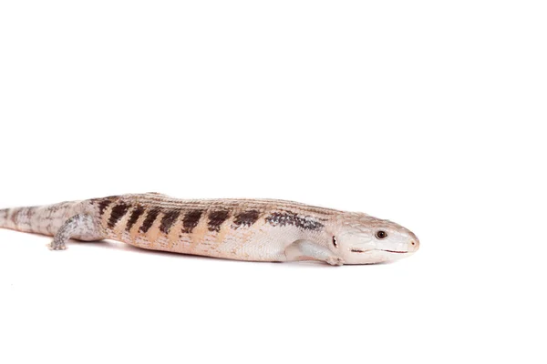 Eastern Blue-tongued Skink on white — Stok Foto