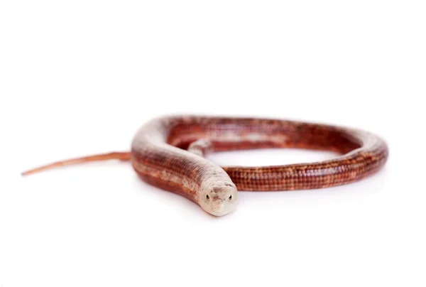 Sheltopusik 또는 백색에 유럽 legless 도마뱀 — 스톡 사진