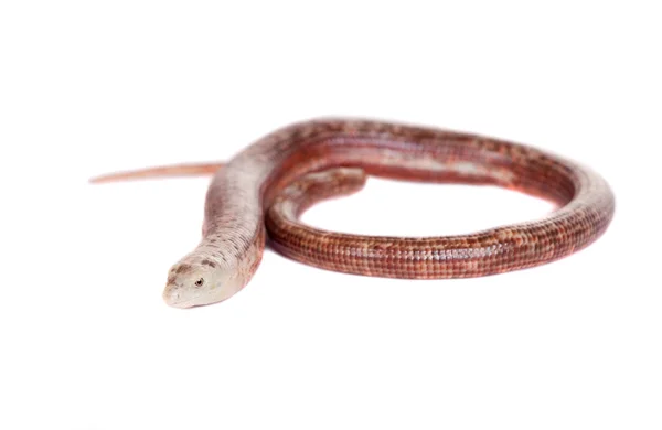 Sheltopusik ou lagarto europeu sem pernas sobre branco — Fotografia de Stock