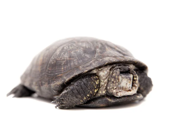 European pond terrapin on white — Stock Photo, Image