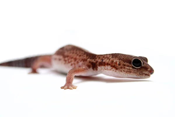 Leopard gecko on white — Stock Photo, Image