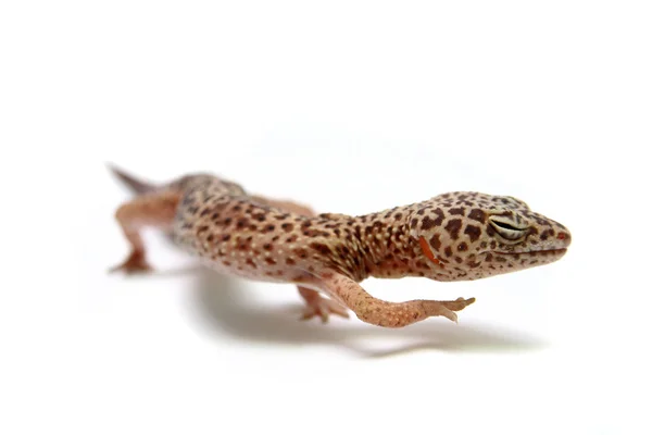 Leopard gecko på vit — Stockfoto