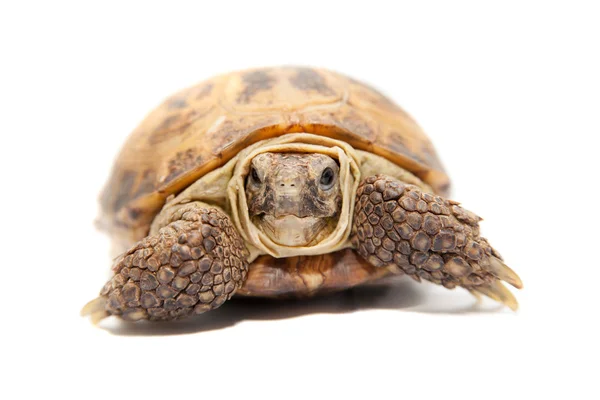 Russian or Central Asian tortoise, 30 years old — Stock Photo, Image