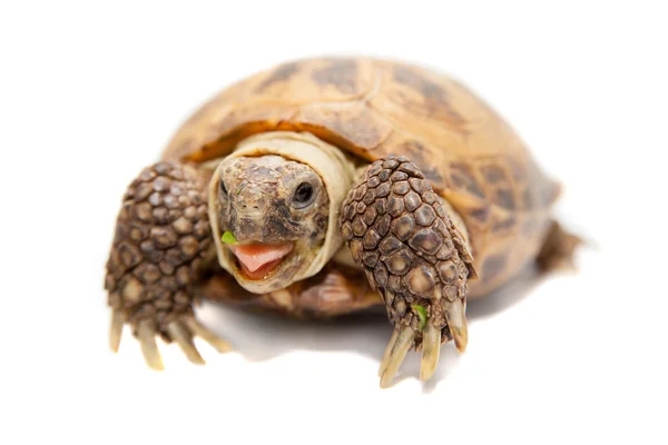 Russische oder zentralasiatische Schildkröte, 30 Jahre alt — Stockfoto