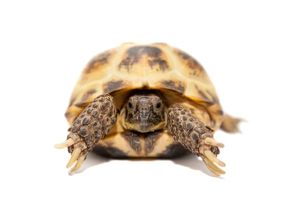 Russian or Central Asian tortoise on white