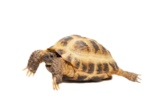 Russian or Central Asian tortoise on white — Stock Photo, Image
