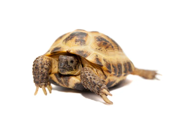 Russian or Central Asian tortoise on white — Stock Photo, Image