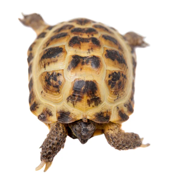 Russische of centrale Aziatische tortoise op wit — Stockfoto