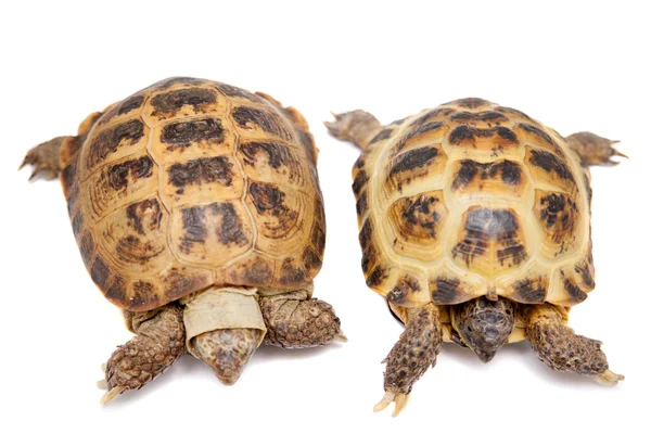 Russian or Central Asian tortoise on white — Stock Photo, Image