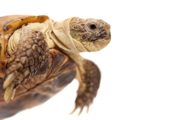 Russian or Central Asian tortoise, 30 years old — Stock Photo, Image