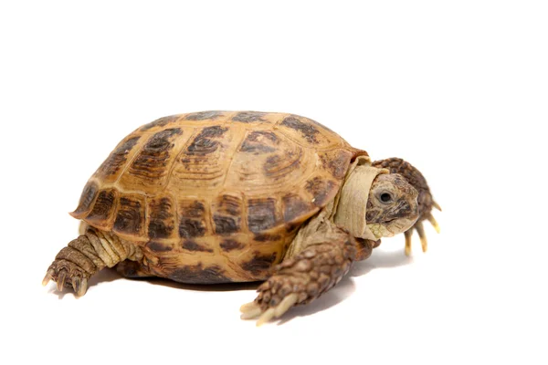 Russische oder zentralasiatische Schildkröte, 30 Jahre alt — Stockfoto