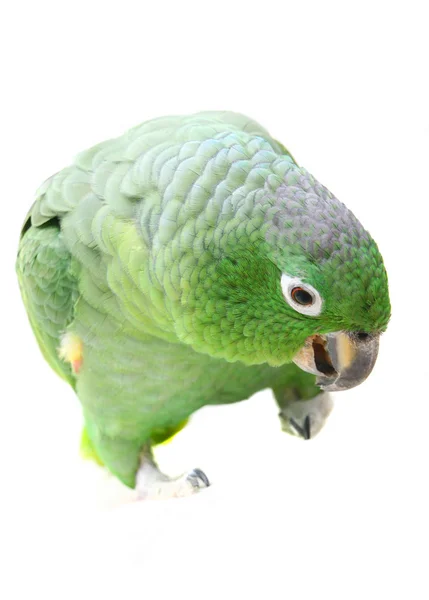 Papagaio-da-amazônia farináceo no fundo branco — Fotografia de Stock
