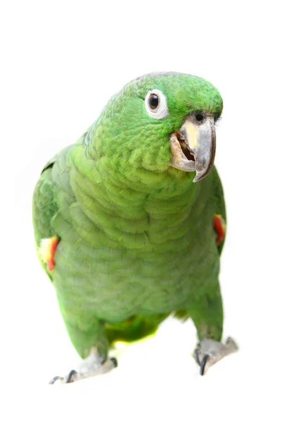 Mealy Amazon Parrot на белом фоне — стоковое фото