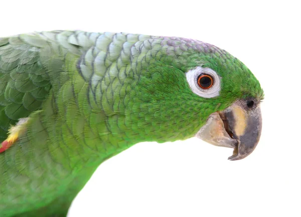 Mealy Amazon Parrot на белом фоне — стоковое фото