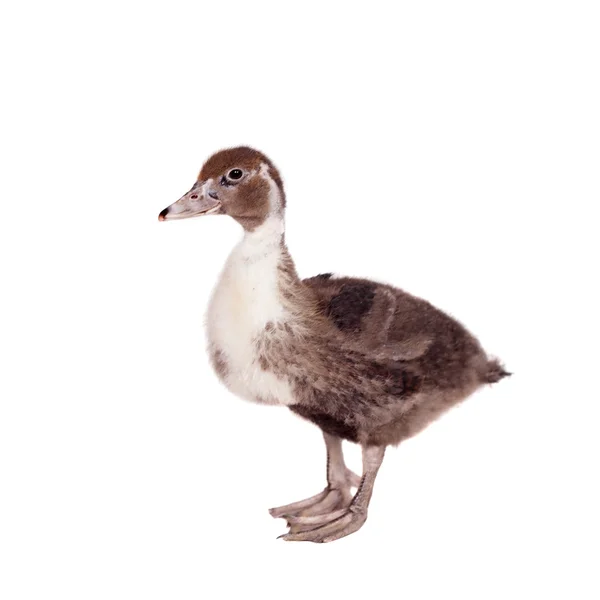 Cute domestic duckling on white — Stock Photo, Image