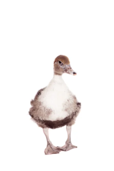 Cute domestic duckling on white — Stock Photo, Image