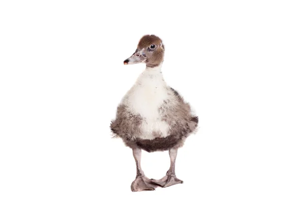 Cute domestic duckling on white — Stock Photo, Image