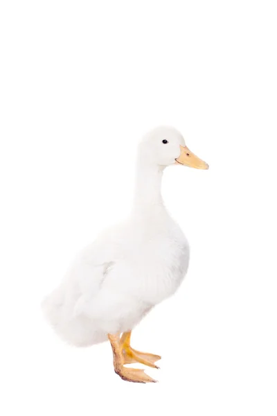 Bedårande ankungen quacking på vit — Stockfoto