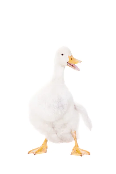 Beyaz quacking sevimli ördek yavrusu — Stok fotoğraf