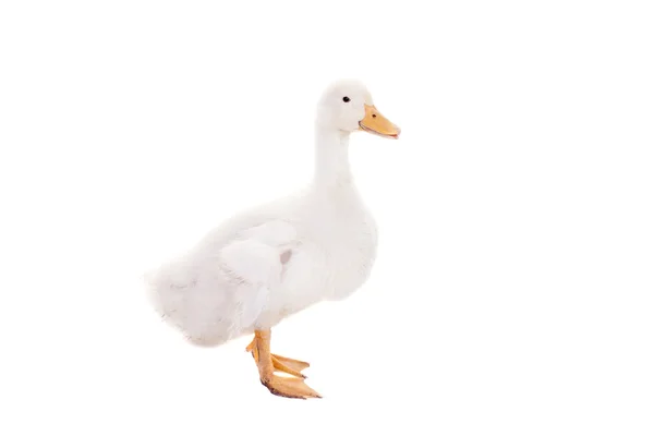 Adorable duckling quacking on white — Stock Photo, Image