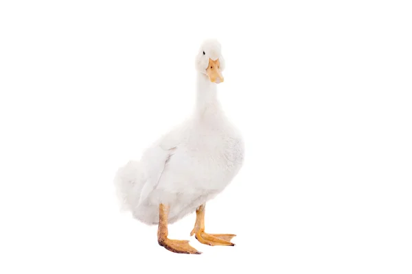 Adorable duckling quacking on white — Stock Photo, Image