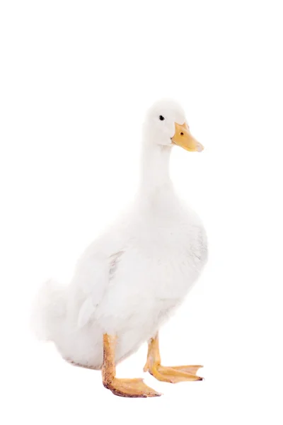 Adorável patinho quacking em branco — Fotografia de Stock