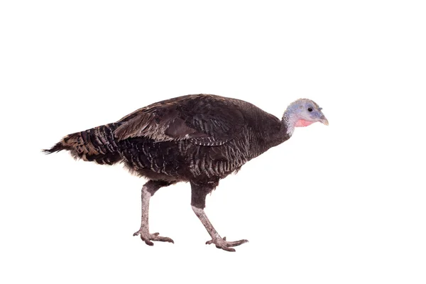 Turkey hen on white — Stock Photo, Image