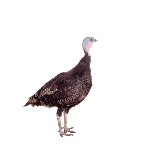 Turkey hen on white — Stock Photo, Image