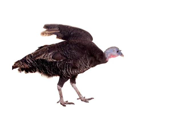 Turkey hen on white — Stock Photo, Image