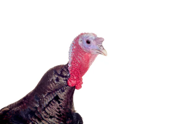 Turcja kura na biały — Zdjęcie stockowe