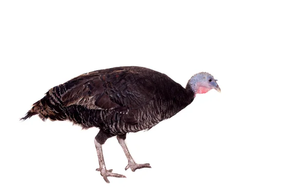 Turkey hen on white — Stock Photo, Image