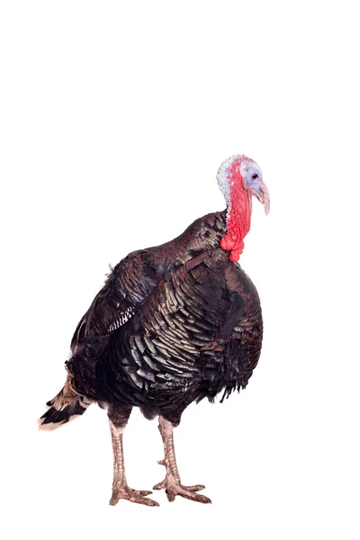 Turkey on white — Stock Photo, Image