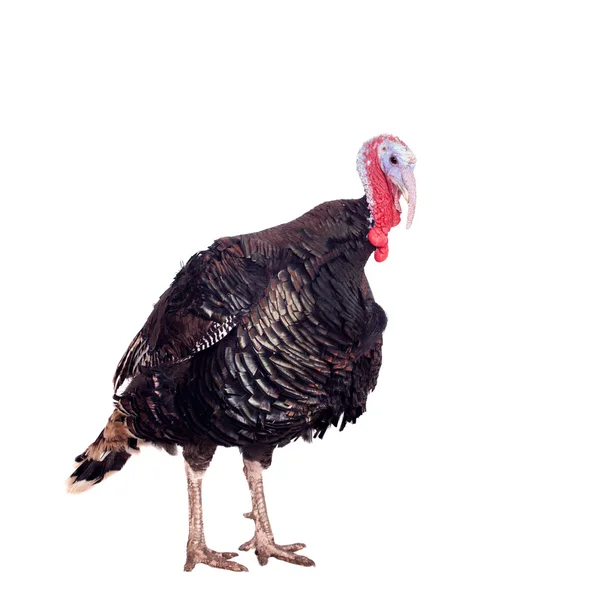 Turkey on white — Stock Photo, Image