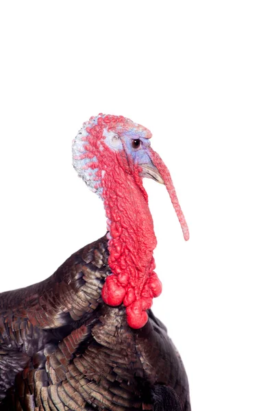 Turkey on white — Stock Photo, Image