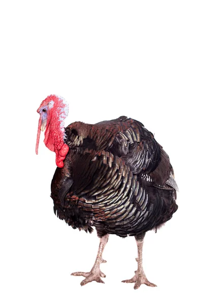 Turkey on white — Stock Photo, Image