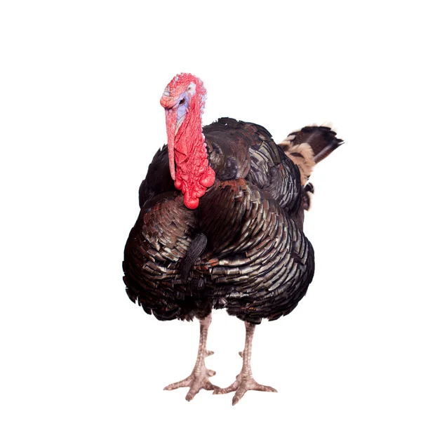 Turkey on white — Stock Photo, Image