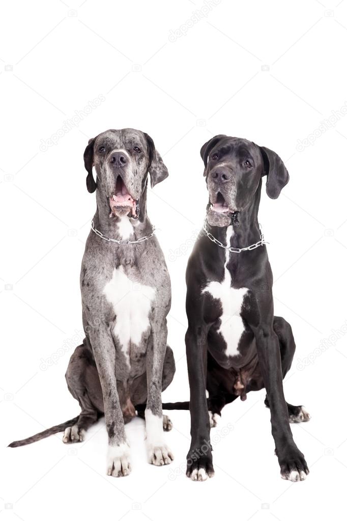 Two great Dane dogs on white