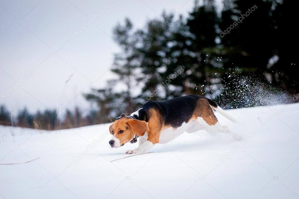 Smart beagle dog outdoor