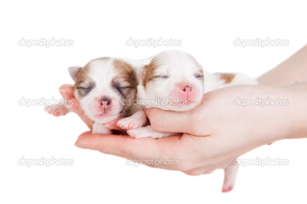 Cute Baby Puppies