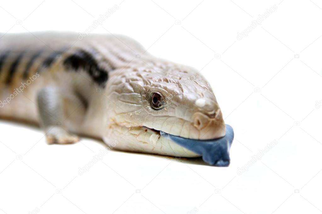 Eastern Blue-tongued Skink on white