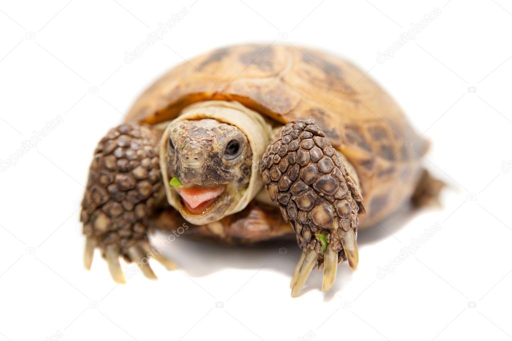 Russian or Central Asian tortoise, 30 years old