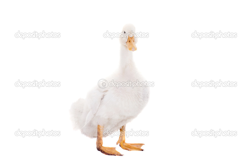 Adorable duckling quacking on white