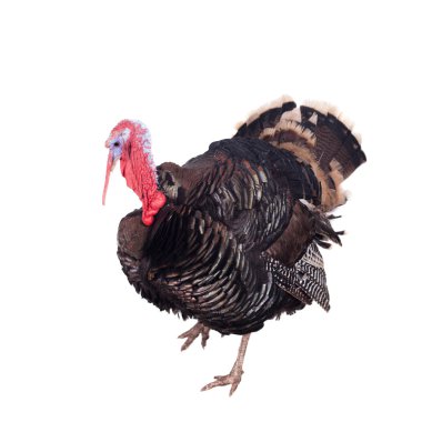 Türkiye beyaz