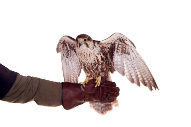 Saker Falcon isolated on white clipart
