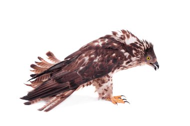 beyaz üzerine Avrupa arı şahini