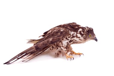 beyaz üzerine Avrupa arı şahini