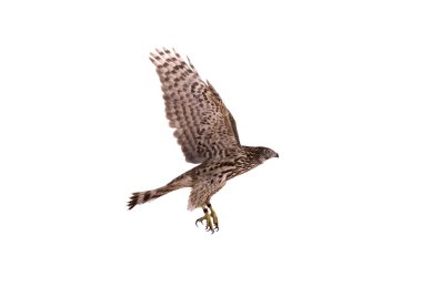 beyaz izole Kuzey çakır kuşu