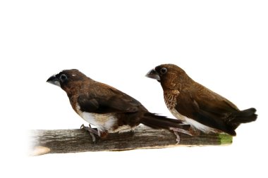 AK sokumlu munia, lonchura striata