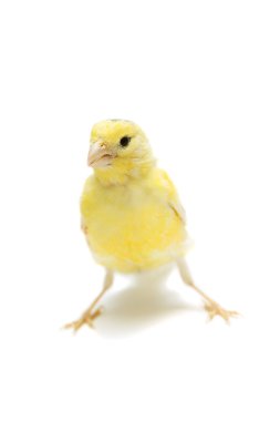 Yellow canary on white clipart